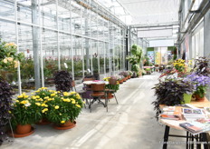 At MNP Flowers, also new varieties of Meilland are being trialed, see the roses in the back.